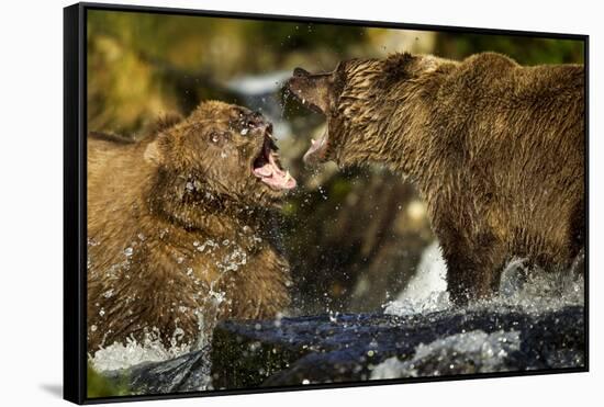 Brown Bear, Katmai National Park, Alaska-Paul Souders-Framed Stretched Canvas