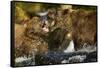 Brown Bear, Katmai National Park, Alaska-Paul Souders-Framed Stretched Canvas