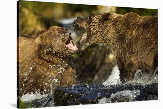 Brown Bear, Katmai National Park, Alaska-Paul Souders-Stretched Canvas