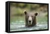 Brown Bear, Katmai National Park, Alaska-Paul Souders-Framed Stretched Canvas