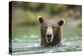 Brown Bear, Katmai National Park, Alaska-Paul Souders-Stretched Canvas