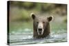 Brown Bear, Katmai National Park, Alaska-Paul Souders-Stretched Canvas