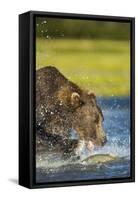 Brown Bear, Katmai National Park, Alaska-Paul Souders-Framed Stretched Canvas