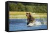 Brown Bear, Katmai National Park, Alaska-Paul Souders-Framed Stretched Canvas