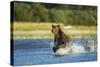 Brown Bear, Katmai National Park, Alaska-Paul Souders-Stretched Canvas