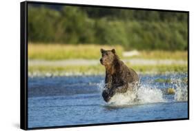 Brown Bear, Katmai National Park, Alaska-Paul Souders-Framed Stretched Canvas