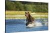 Brown Bear, Katmai National Park, Alaska-Paul Souders-Stretched Canvas