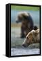 Brown Bear, Katmai National Park, Alaska-Paul Souders-Framed Stretched Canvas