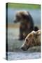 Brown Bear, Katmai National Park, Alaska-Paul Souders-Stretched Canvas