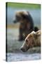 Brown Bear, Katmai National Park, Alaska-Paul Souders-Stretched Canvas