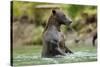 Brown Bear, Katmai National Park, Alaska-Paul Souders-Stretched Canvas