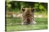 Brown Bear, Katmai National Park, Alaska-Paul Souders-Stretched Canvas