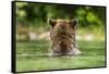 Brown Bear, Katmai National Park, Alaska-Paul Souders-Framed Stretched Canvas