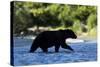 Brown Bear, Katmai National Park, Alaska-Paul Souders-Stretched Canvas