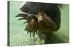 Brown Bear, Katmai National Park, Alaska-Paul Souders-Stretched Canvas