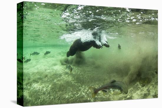 Brown Bear, Katmai National Park, Alaska-Paul Souders-Stretched Canvas