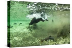 Brown Bear, Katmai National Park, Alaska-Paul Souders-Stretched Canvas