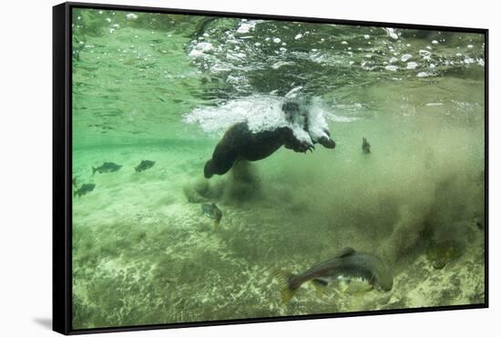 Brown Bear, Katmai National Park, Alaska-Paul Souders-Framed Stretched Canvas