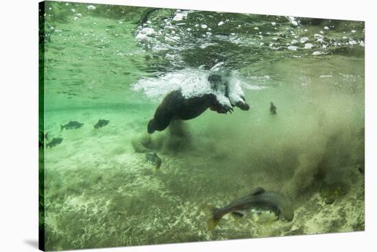 Brown Bear, Katmai National Park, Alaska-Paul Souders-Stretched Canvas