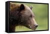 Brown Bear, Katmai National Park, Alaska-Paul Souders-Framed Stretched Canvas