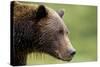 Brown Bear, Katmai National Park, Alaska-Paul Souders-Stretched Canvas