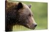 Brown Bear, Katmai National Park, Alaska-Paul Souders-Stretched Canvas