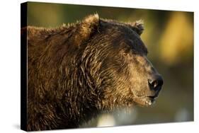 Brown Bear, Katmai National Park, Alaska-Paul Souders-Stretched Canvas