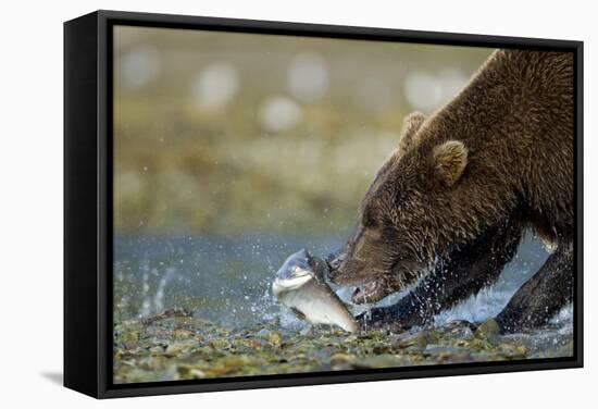 Brown Bear, Katmai National Park, Alaska-Paul Souders-Framed Stretched Canvas