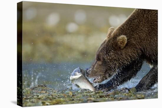 Brown Bear, Katmai National Park, Alaska-Paul Souders-Stretched Canvas