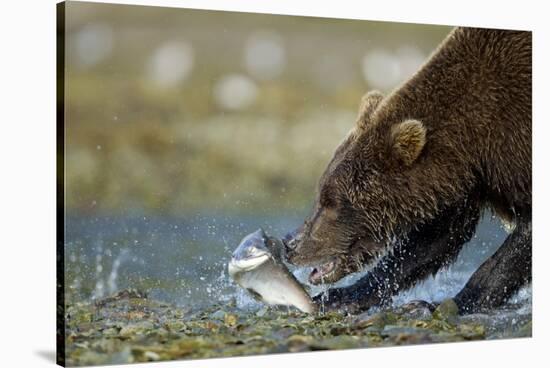 Brown Bear, Katmai National Park, Alaska-Paul Souders-Stretched Canvas