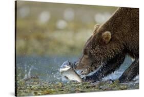 Brown Bear, Katmai National Park, Alaska-Paul Souders-Stretched Canvas