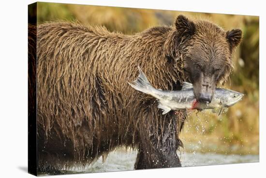 Brown Bear, Katmai National Park, Alaska-Paul Souders-Stretched Canvas