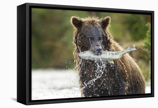 Brown Bear, Katmai National Park, Alaska-Paul Souders-Framed Stretched Canvas