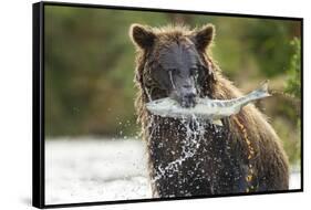 Brown Bear, Katmai National Park, Alaska-Paul Souders-Framed Stretched Canvas