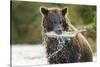 Brown Bear, Katmai National Park, Alaska-Paul Souders-Stretched Canvas