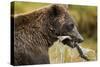 Brown Bear, Katmai National Park, Alaska-Paul Souders-Stretched Canvas