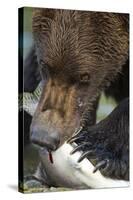 Brown Bear, Katmai National Park, Alaska-Paul Souders-Stretched Canvas