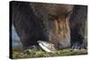 Brown Bear, Katmai National Park, Alaska-Paul Souders-Stretched Canvas