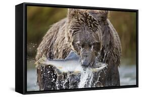 Brown Bear, Katmai National Park, Alaska-Paul Souders-Framed Stretched Canvas