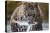 Brown Bear, Katmai National Park, Alaska-Paul Souders-Stretched Canvas