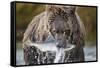 Brown Bear, Katmai National Park, Alaska-Paul Souders-Framed Stretched Canvas