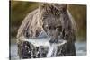 Brown Bear, Katmai National Park, Alaska-Paul Souders-Stretched Canvas