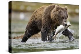 Brown Bear, Katmai National Park, Alaska-Paul Souders-Stretched Canvas