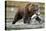 Brown Bear, Katmai National Park, Alaska-Paul Souders-Stretched Canvas