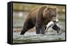 Brown Bear, Katmai National Park, Alaska-Paul Souders-Framed Stretched Canvas