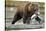 Brown Bear, Katmai National Park, Alaska-Paul Souders-Stretched Canvas