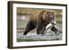 Brown Bear, Katmai National Park, Alaska-Paul Souders-Framed Premium Photographic Print