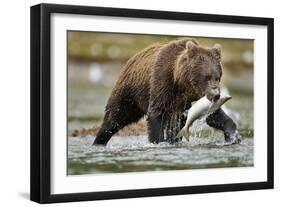 Brown Bear, Katmai National Park, Alaska-Paul Souders-Framed Premium Photographic Print