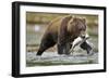 Brown Bear, Katmai National Park, Alaska-Paul Souders-Framed Premium Photographic Print