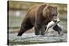 Brown Bear, Katmai National Park, Alaska-Paul Souders-Stretched Canvas